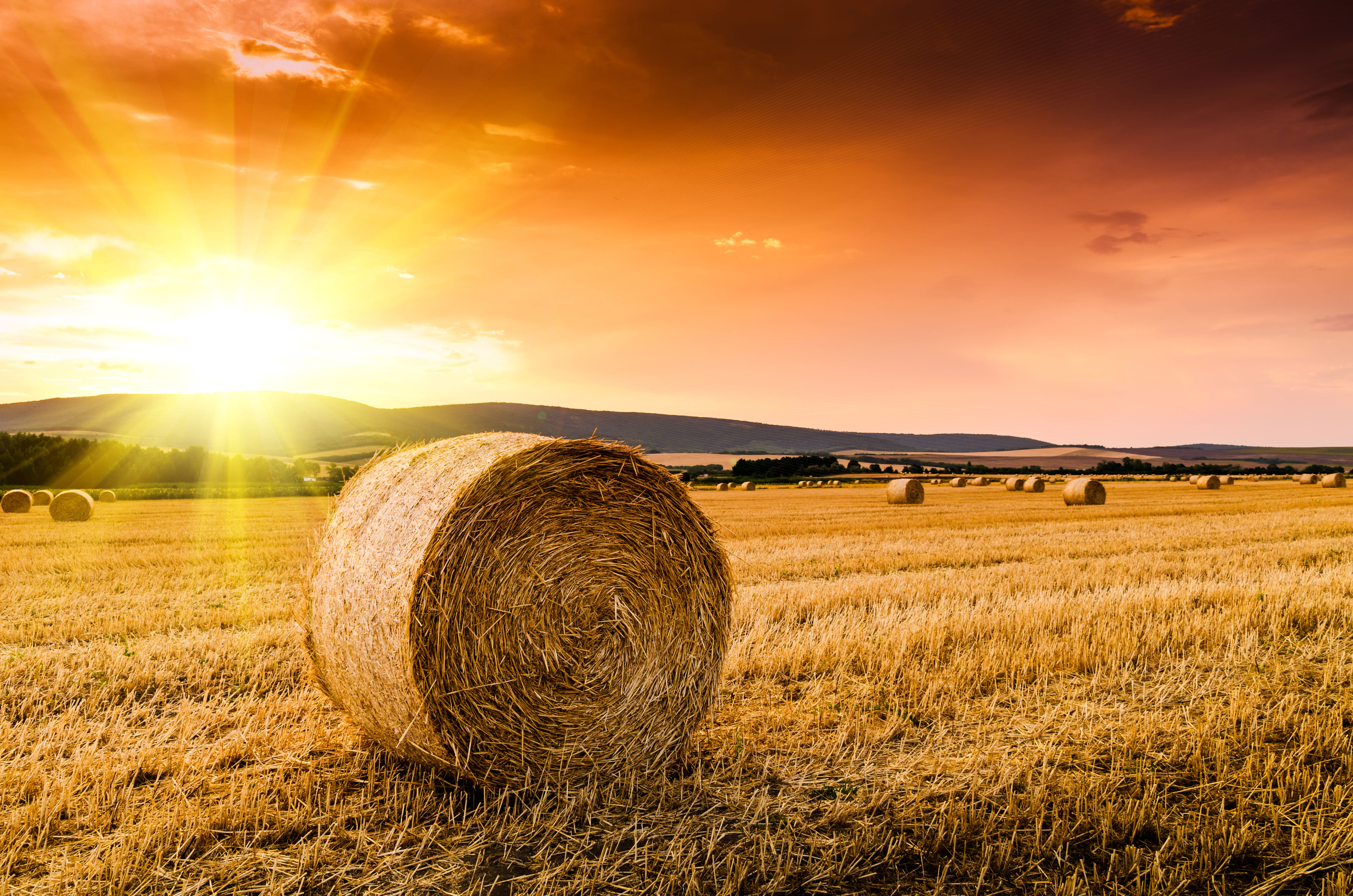 Newbury Straw Sale met with Selective Trade as Spring Approaches